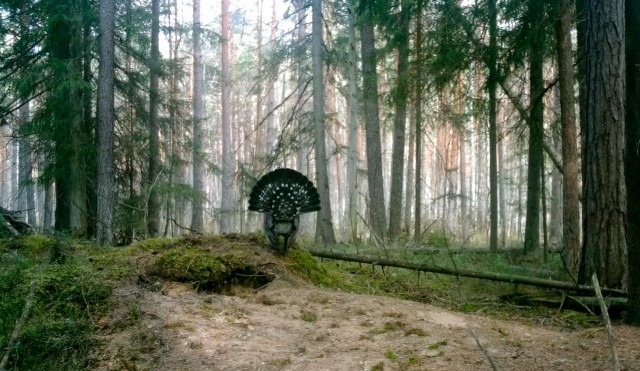 У глухарей в разгаре ток