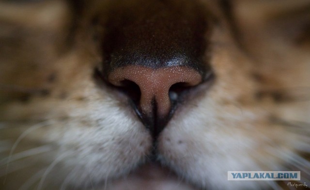 Котовторник 23.07.2013