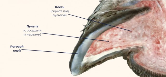 Какая боль, какая боль!