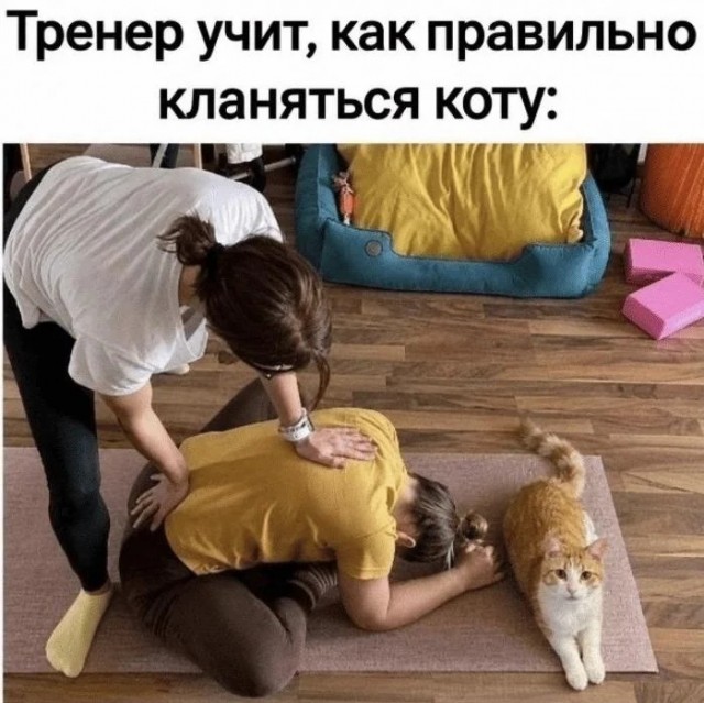 Походу я кот.