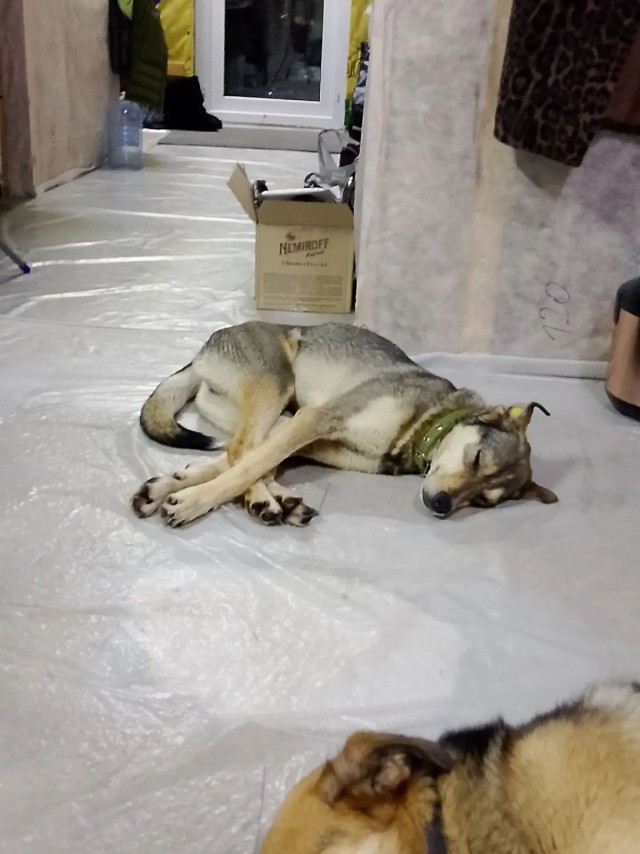 Про собаков