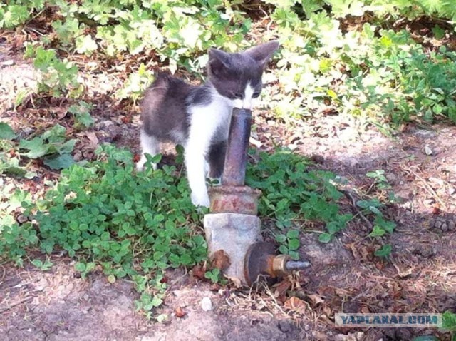 Коты Севастополя