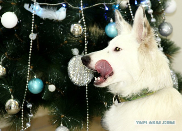 Собакочетверг на 02.01.2014