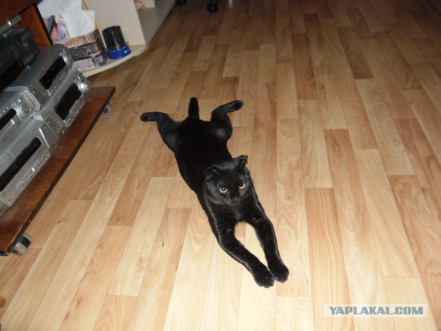 С Котовторником!