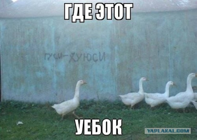 Смешные картинки с подписями 2