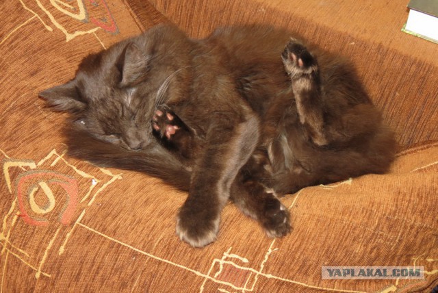 Котовторник 05.08.2014