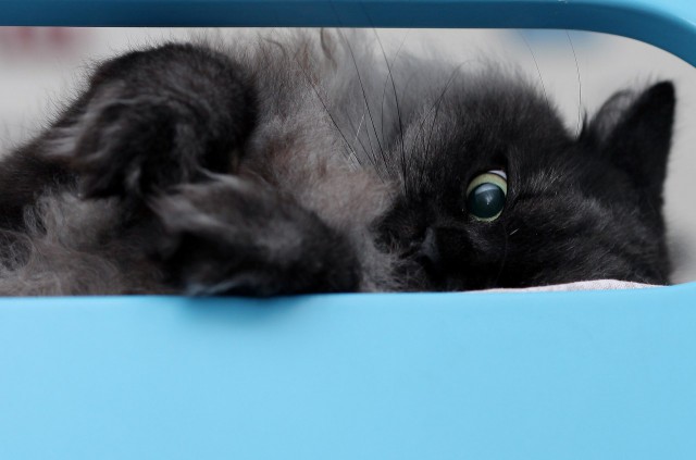 Котовторник 09.09.2014