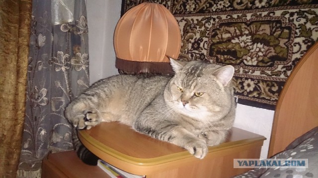 Клуп калхозных пейсателей