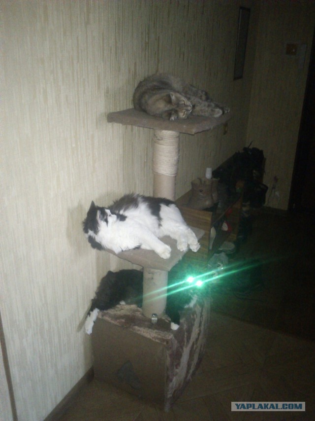 Котовторник 31.03.2015