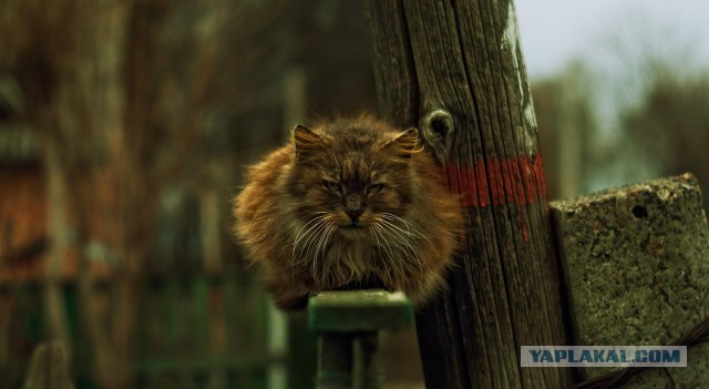 Котовторник 16.06.2015., Котовторник наступил!