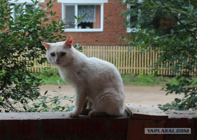 Котовторник 28.07.2015