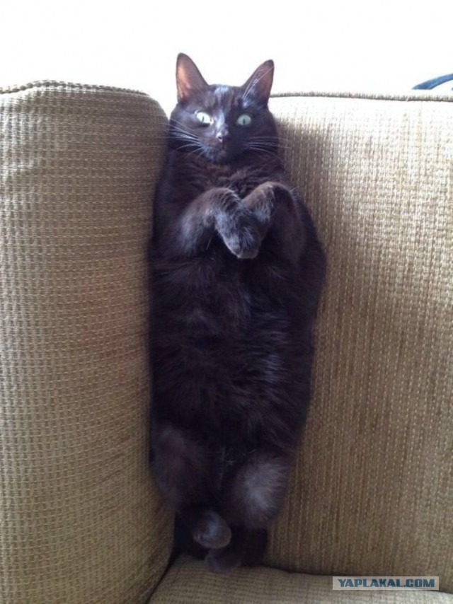 Котовторник