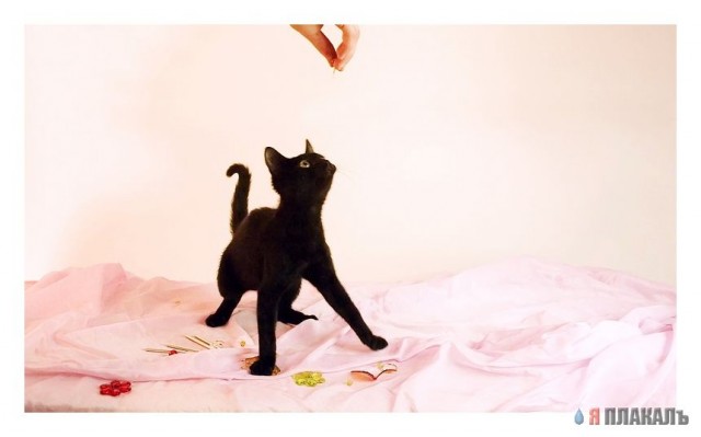 Коты, кошки, котята