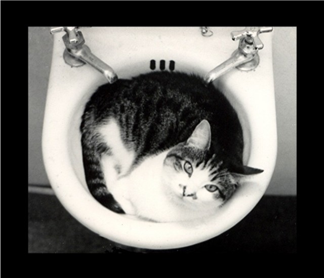 Коты Среды