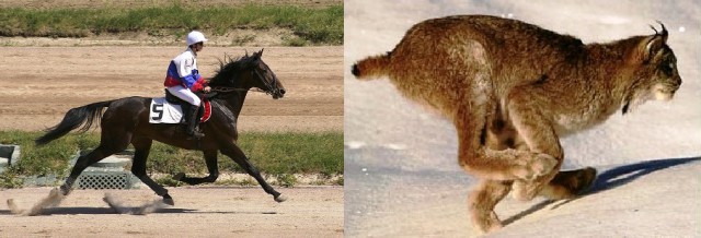 Поиграем в омонимы