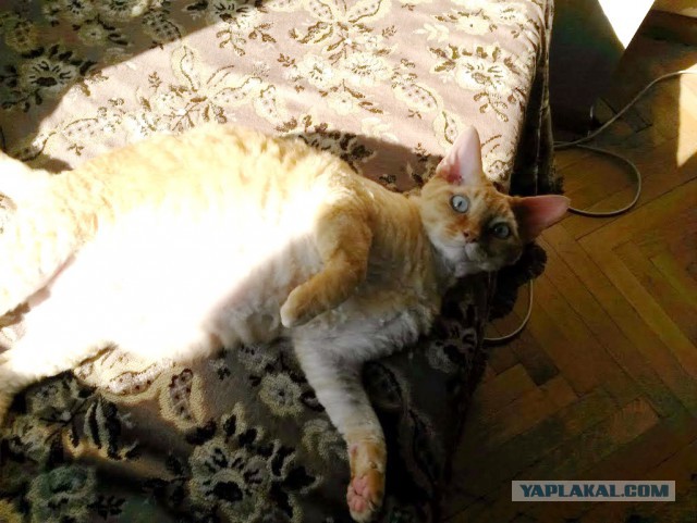 Жарко сцуко