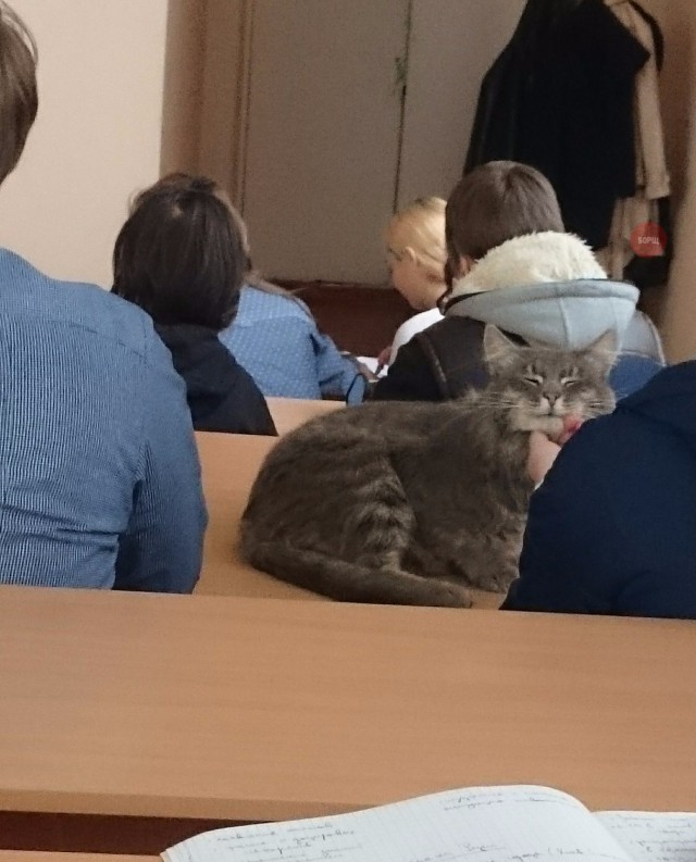 Прикольные животные