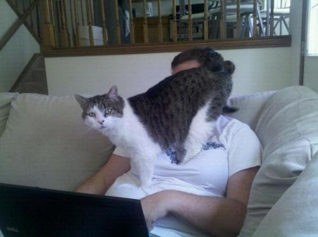 Коты из сети
