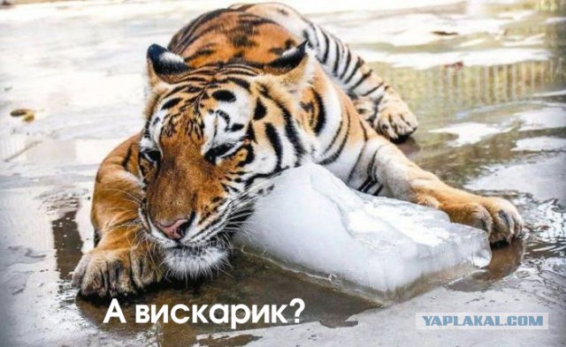 Подборка интересных и веселых картинок