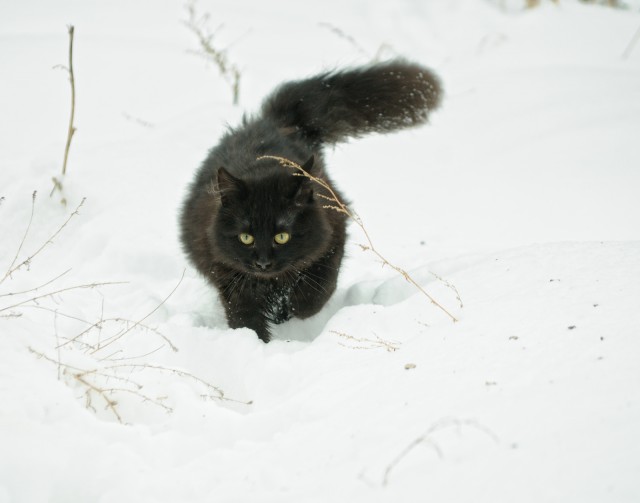 Котовторник 24.01.2017