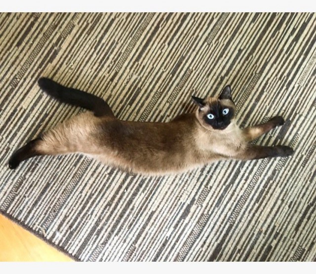 Коты из сети