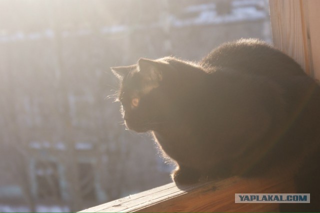 Котовторник 28.02.2017