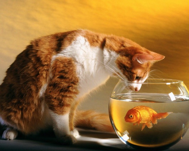 Коты и Кошки