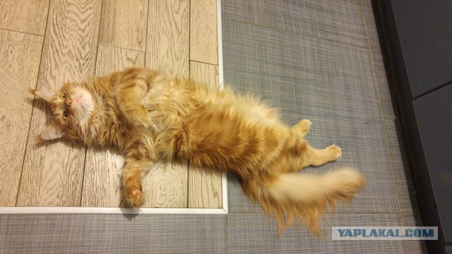 Котик же. Считаю - охуенен. Мой.