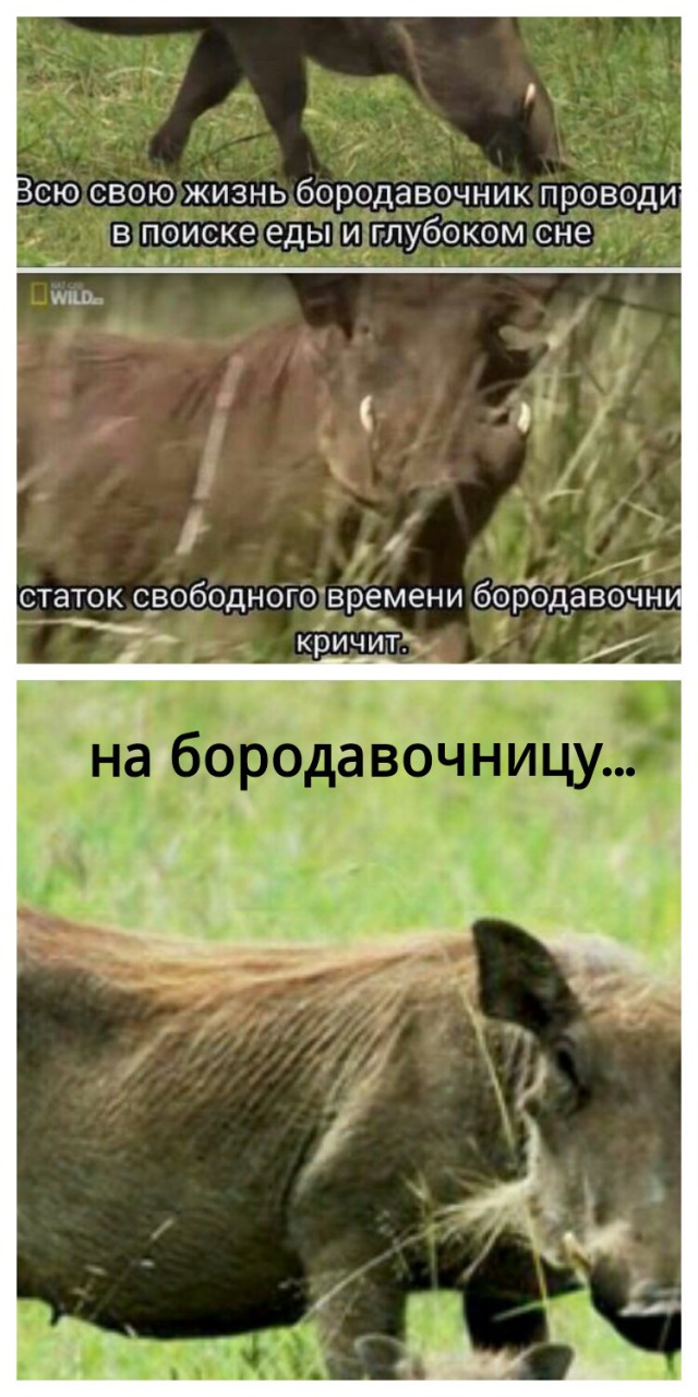 Безудержная деградация