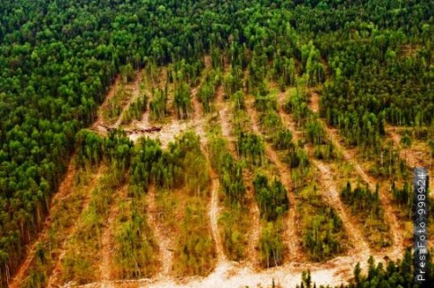 За вырубку 30 тысяч гектаров тайги с группы «Илим» взыскали всего 8,5 миллиона рублей