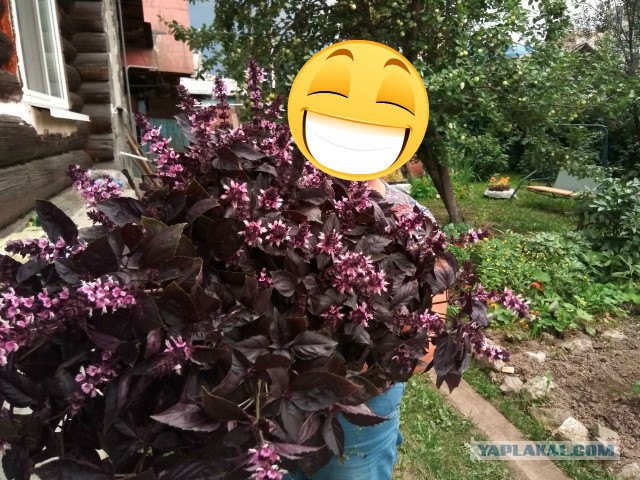 Осень! Дачники ЯПа. Есть чем похвалиться в этом дождливом году?