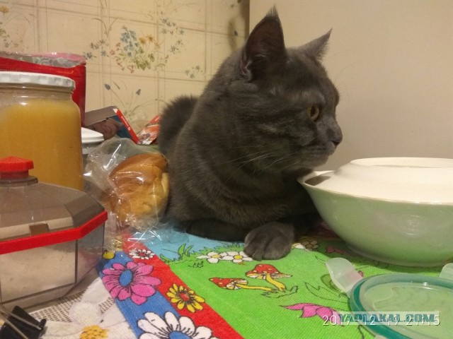 Котовторник!