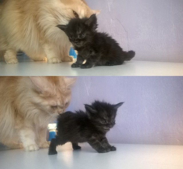 Котовторник 20.02.18