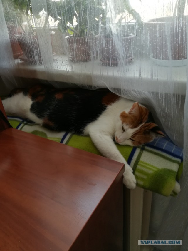 Котовторник 27.02.2018 наступил!