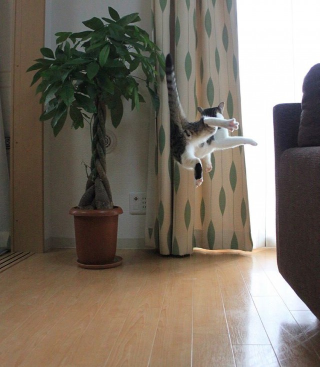 Прикольных котов пост