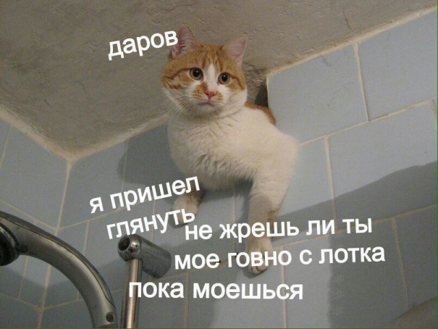 Фотобомбы котов