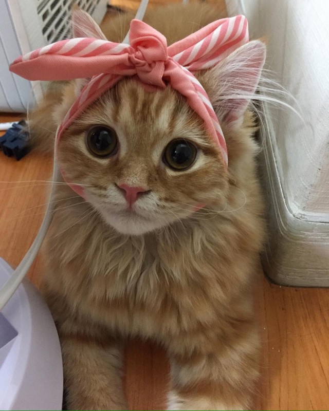 Прикольных котов пост