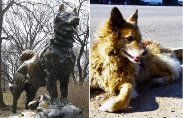 Русский пес, который ждал хозяина дольше, чем Хатико, и еще 4 истории о верности и преданности