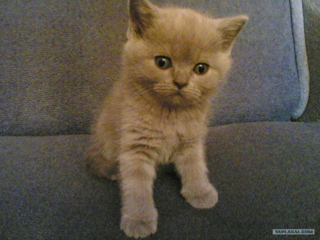 Котовторник на 24 августа