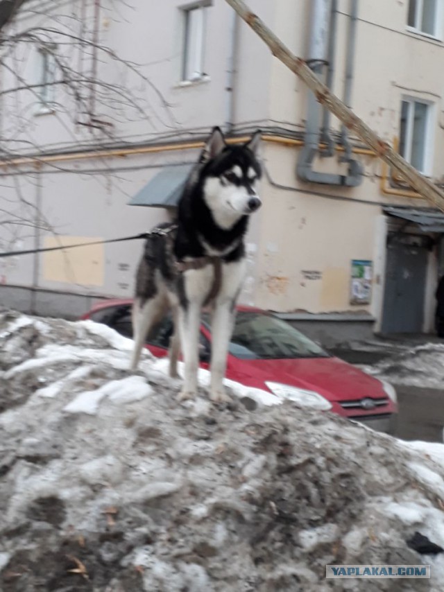 Кто-то хотел хаски дома?
