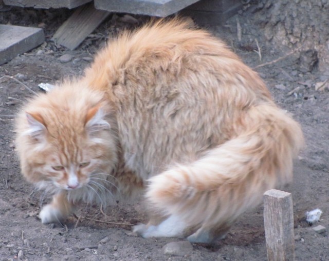 Котейкин вторник! Космический 12.04!