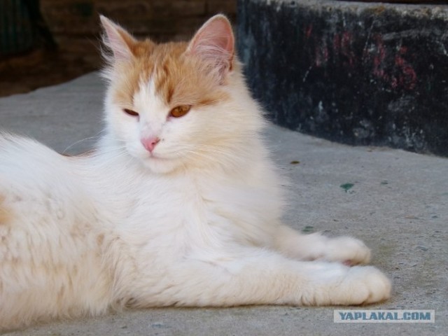 Котовторник