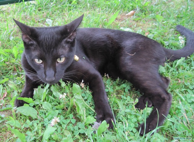 Состоятельный котовторник