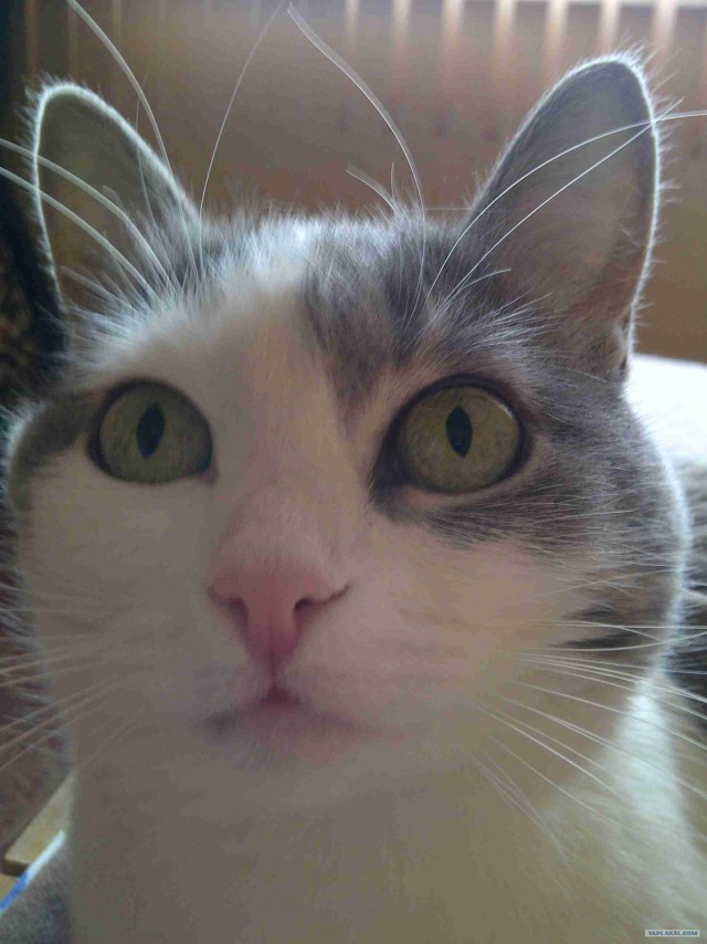 Котовторник 1.11.11