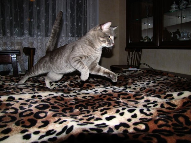 Котовторник 22.11.11