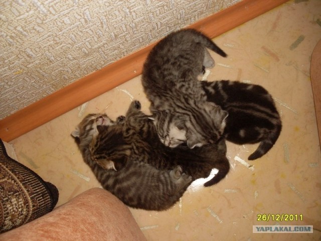 Котовторник 27.12.11