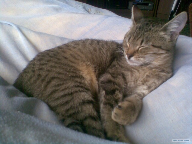 Котовторник (10.01.2012)