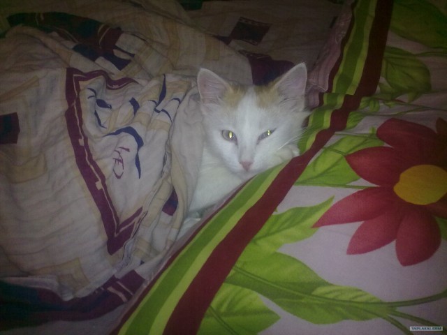 Котовторник (24. 01. 2012 )