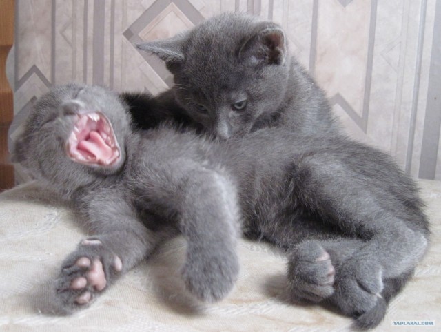 Котовторник (14.02.2012)
