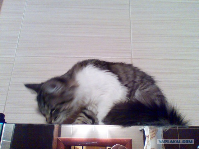 Котовторник 10.04.2012